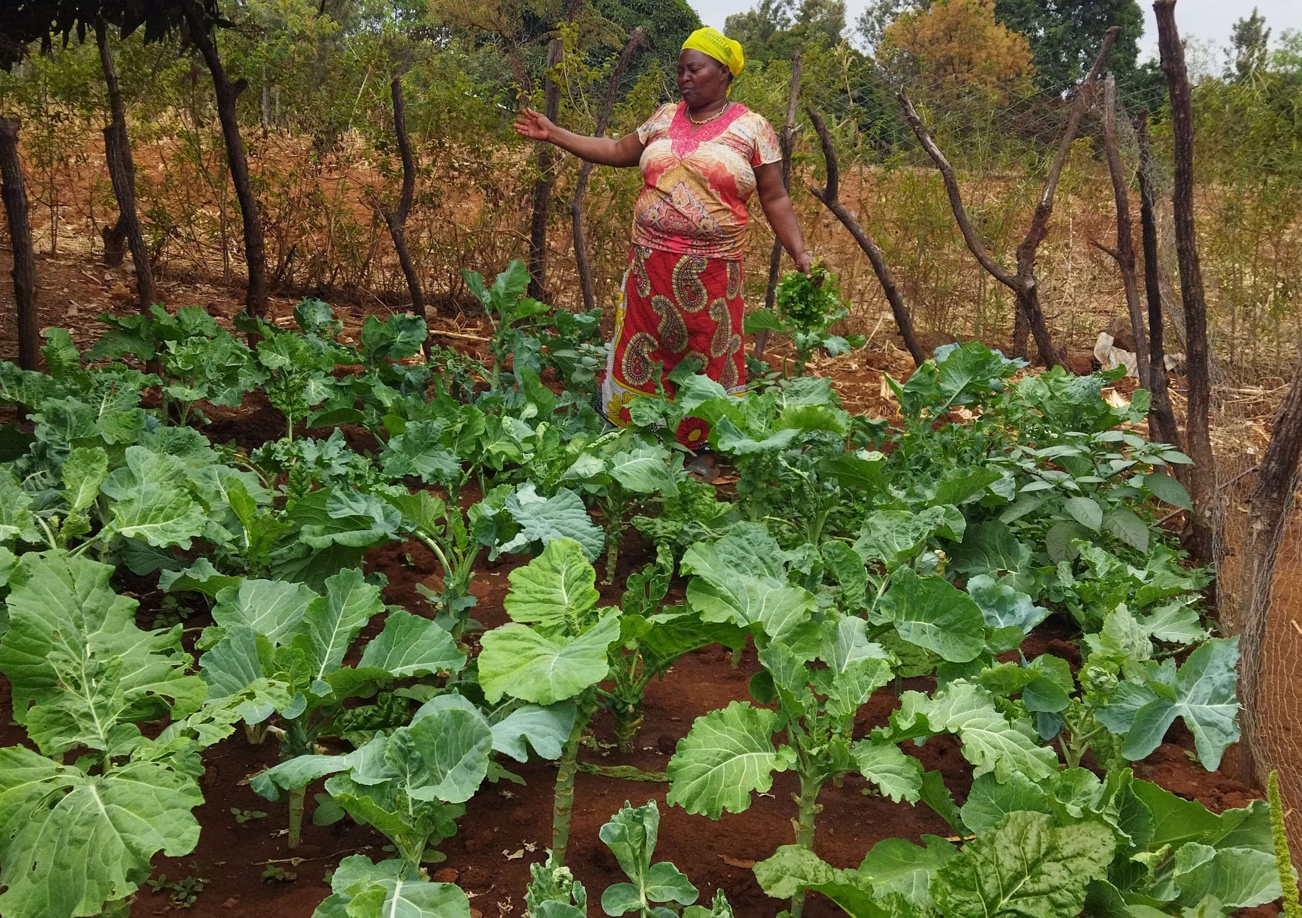 Eine Frau steht auf ihrem Feld in Kenia, auf dem sie Gemüse anbaut.